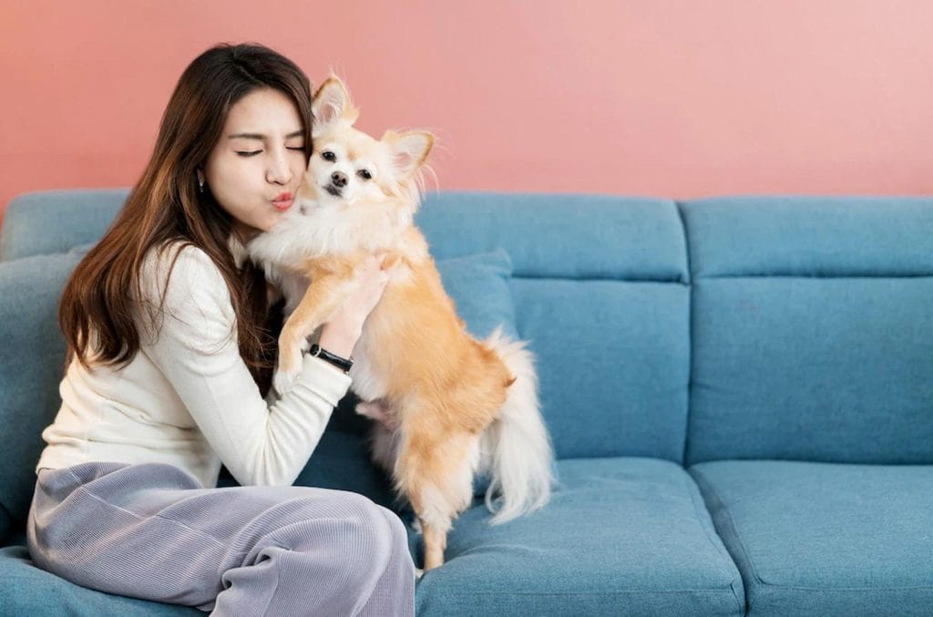 what should i feed my dog