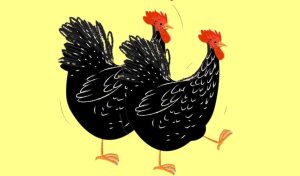 the chicken trap