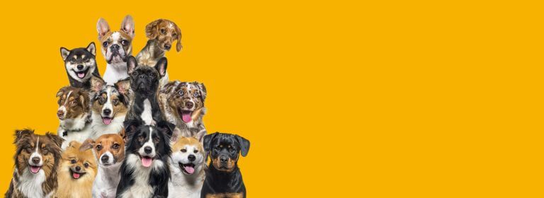 bunch dogs looking all directions dark yellow background