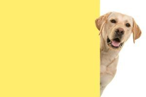 portrait blond labrador retriever dog looking around corner yellow empty board with space copy