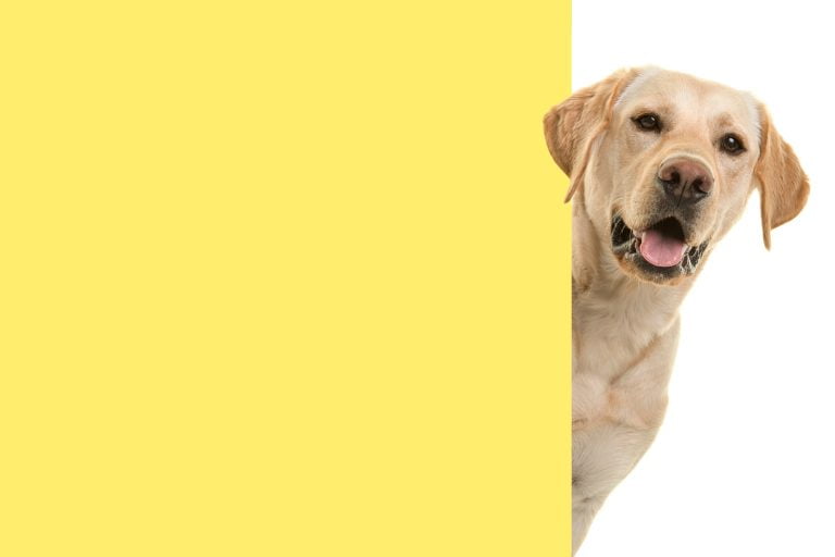 portrait blond labrador retriever dog looking around corner yellow empty board with space copy